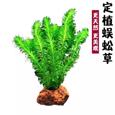蜈蚣草水草生态造景鱼缸火山石植物真草水培原生草阴性净化水质