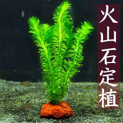 鱼缸造景火山石定植新手水草植物