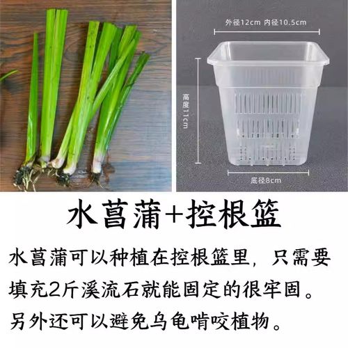 水菖蒲水培水草植物净化水质室内新鲜网红懒人菖蒲组合增氧水养