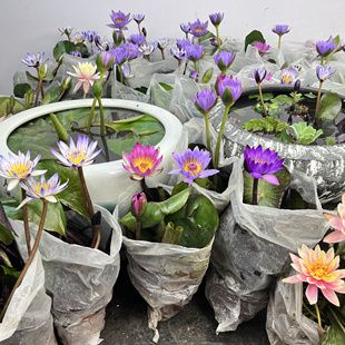 睡莲盆栽带花苞水生开花植物池塘鱼池重瓣莲花庭院水生花卉开花香