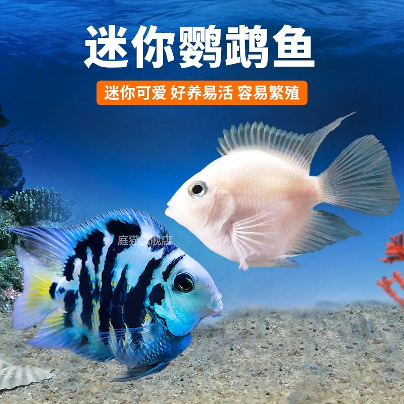 迷你鹦鹉鱼活体鱼小型淡水热带观赏鱼苗三湖慈鲷宝蓝白金繁殖种鱼