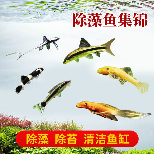 庭猫除藻清洁鱼小精灵鱼黄金胡子
