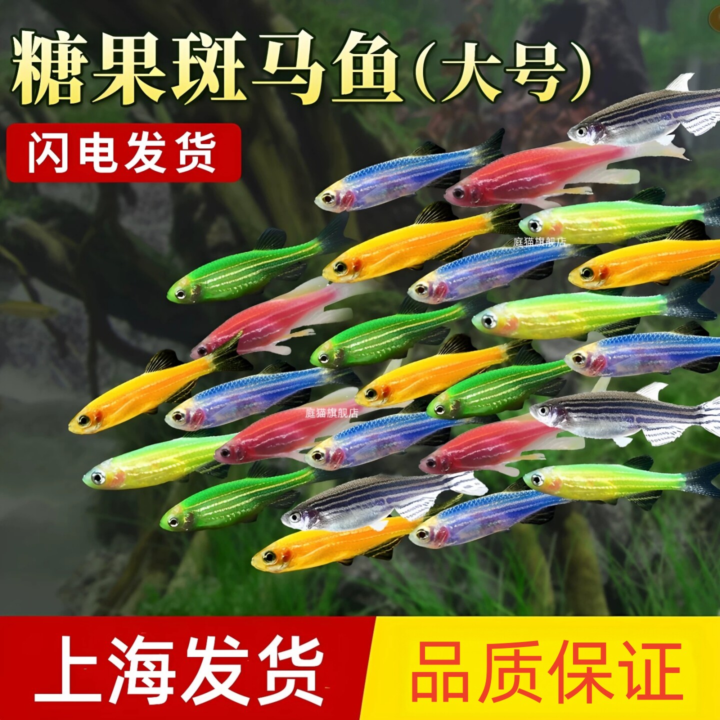 七彩糖果荧光斑马鱼活体冷淡水新练手好养红绿小型热带观赏灯科鱼