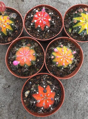 开花仙人球绯牡丹锦玉翁绯花玉四季好活净化空气防辐射桌摆办
