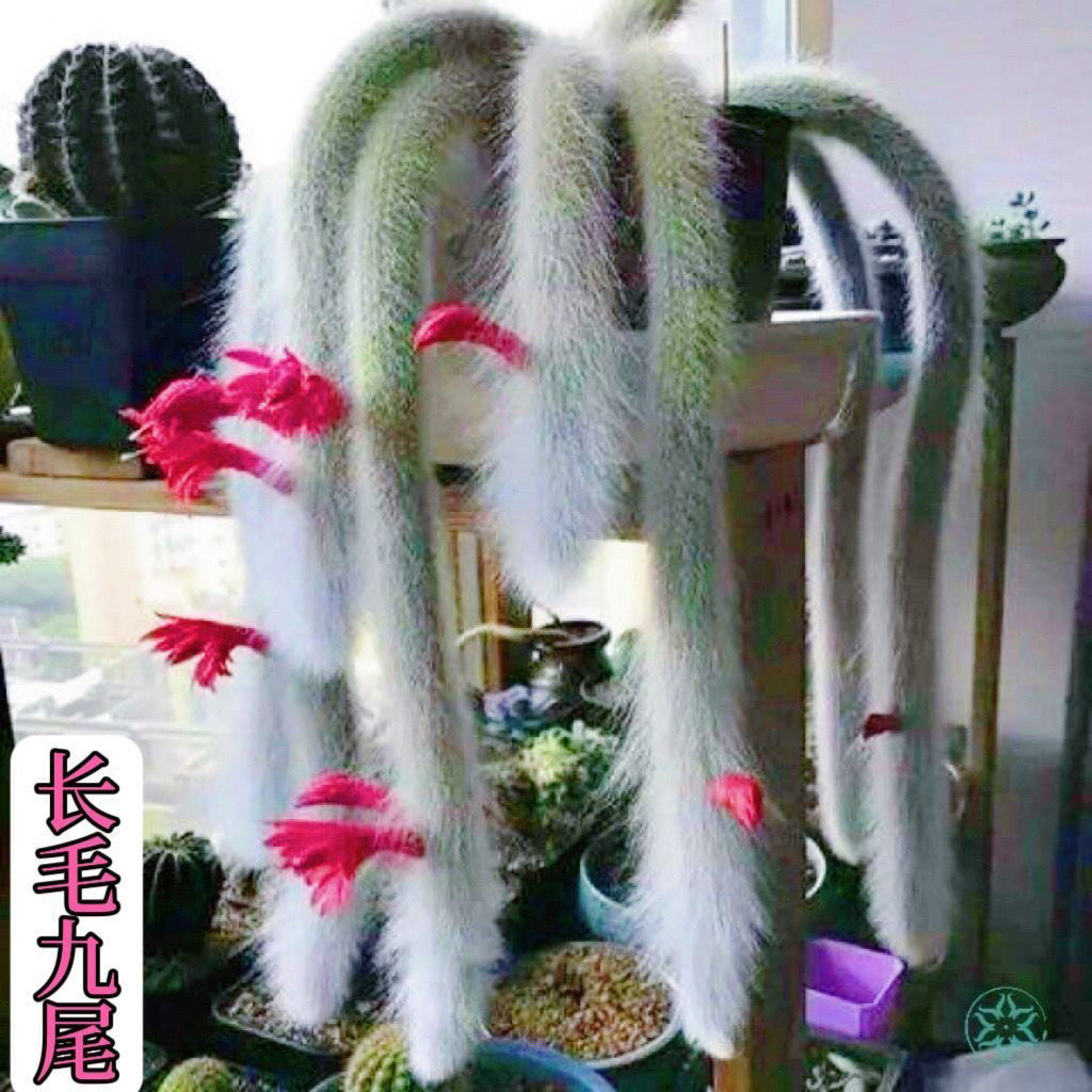 九尾狐 多肉植物长毛盆栽猴尾柱软毛植物尾巴开花垂吊阳台好养