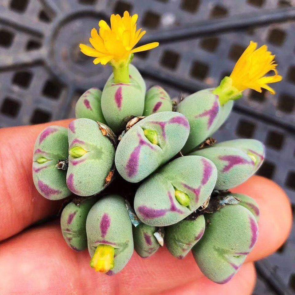 口笛群生多头肉锥多肉植物生石花室内阳台新款稀有贵货四季萌肉肉