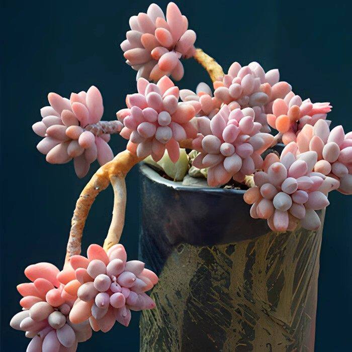 婴儿手指多肉植物盆栽花卉群生多头阳台室内稀有品种贵货