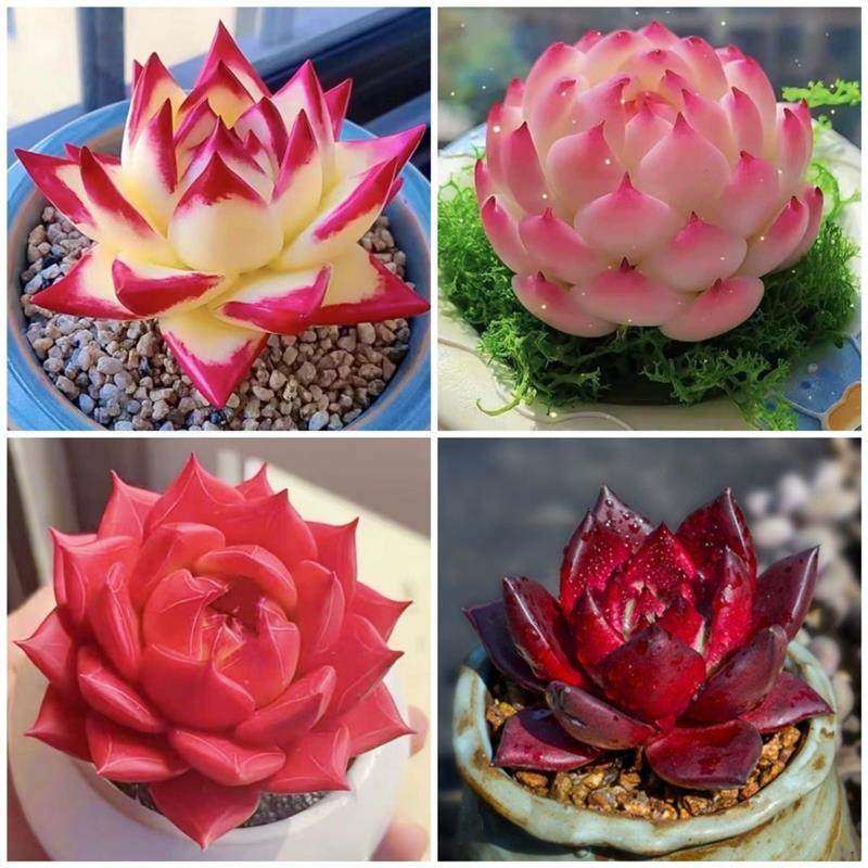 红颜蜜语红色罗宾乌木玫瑰侧影系列好养活阳台桌面盆栽精品多肉,鲜花速递/花卉仿真/绿植园艺,多肉植物,淘宝优惠券,粉丝福利购,淘宝优惠卷