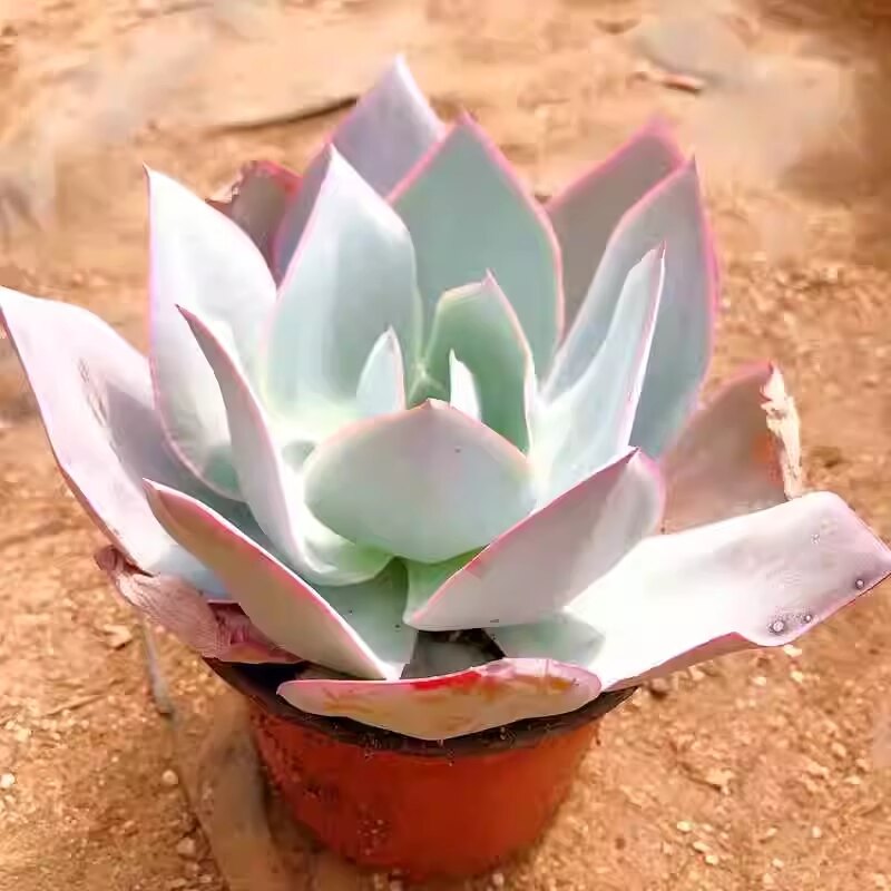 广寒宫多肉植物晚霞蓝光晚霞之舞盆栽阳台桌面易成活