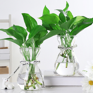 創(chuàng)意簡(jiǎn)約透明玻璃花瓶水培植物小清新風(fēng)信子綠蘿觀音竹插花瓶