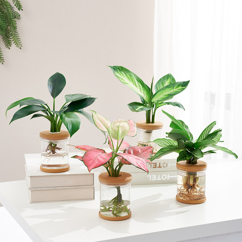 水培植物盆栽网红四季好养