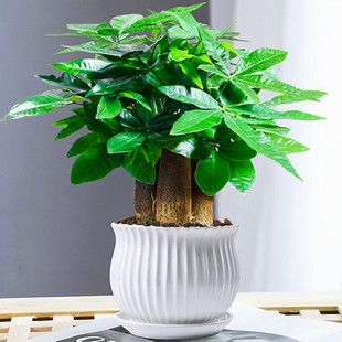 小盆栽发财树花卉绿植物办公室内吸甲醛绿萝竹柏水培树好养