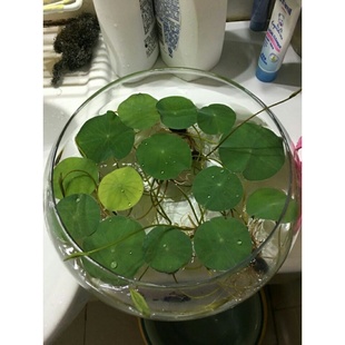 簡約透明水仙水培盆銅錢草碗蓮水培花盆水培植物花瓶玻璃器皿魚缸