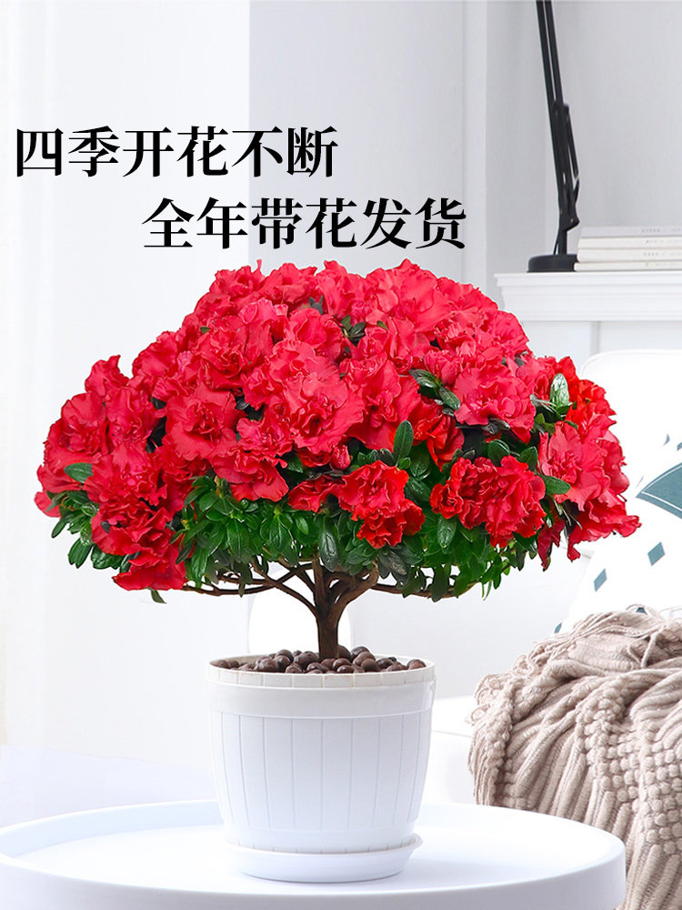 室内盆栽杜鹃花绿植花卉植物花苗大棵带花苞四季开花老桩好养易活