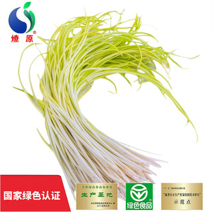 燎原绿色蒜黄2斤国家绿色认证孕妇宝宝新鲜蔬菜产地直销包邮