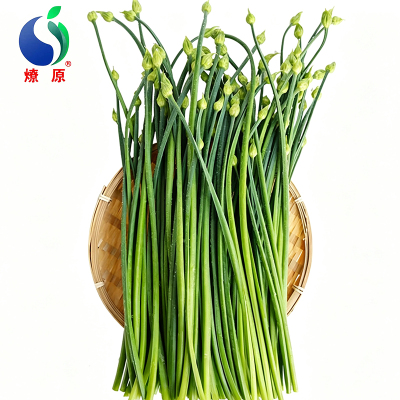 燎原露天当季新鲜韭菜苔2斤