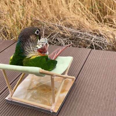 小太阳鹦鹉专用椅子躺椅沙滩椅解闷自嗨新型鹦鹉玄凤床解压拍照