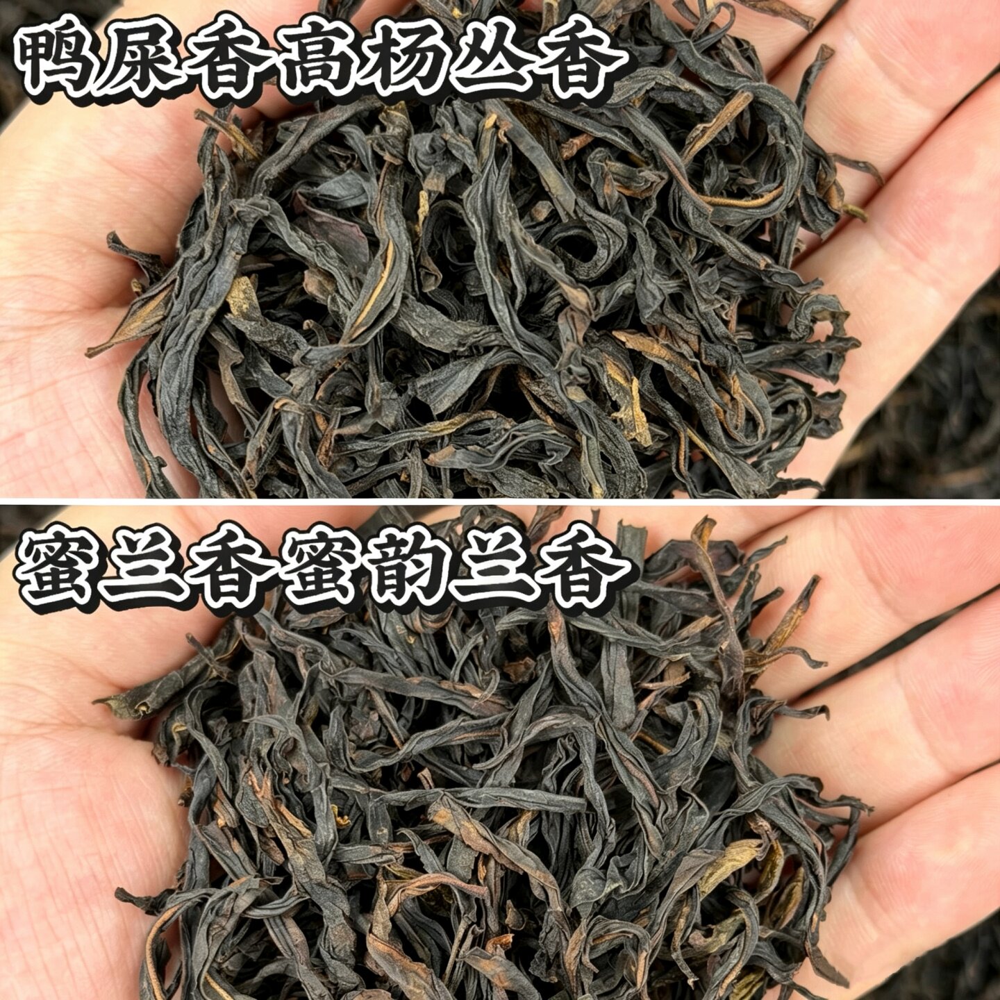 2026头春鸭屎香蜜兰香凤凰单丛