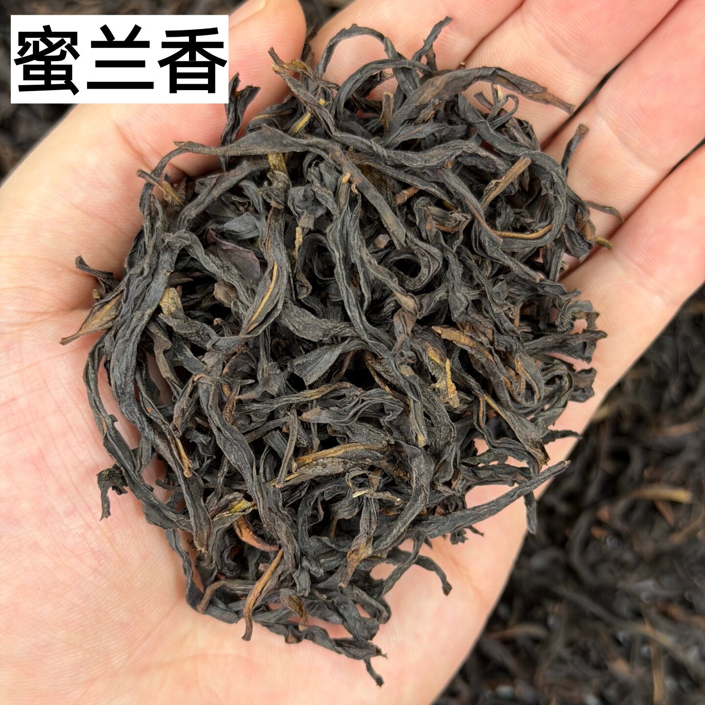 2026头春凤凰镇蜜兰香单丛125g