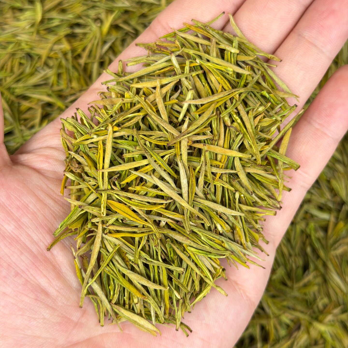 （昆铜奶粉香白茶）2026年奶香白茶稠滑润甜高山绿茶100克罐装