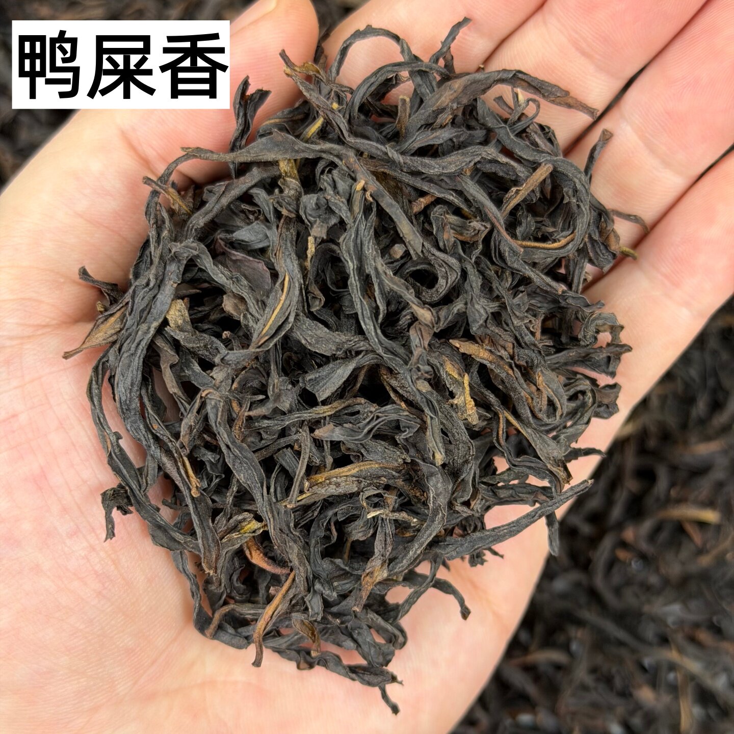 2026头春凤凰镇鸭屎香单丛125g