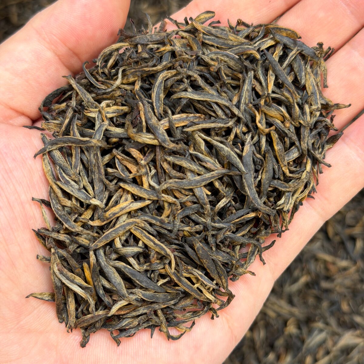 【梅占金骏眉】红茶瓜子芽花香型