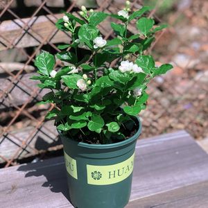 【耐高温花卉植物价格】最新耐高温花卉植物价