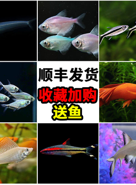 小型热带群游鱼黑尾大勾鱼一眉道人电光美人天使鱼燕尾红箭银鲨鱼