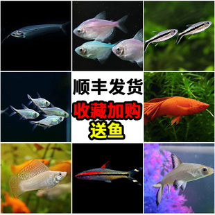 小型热带群游鱼黑尾大勾鱼一眉道人电光美人天使鱼燕尾红箭银鲨鱼