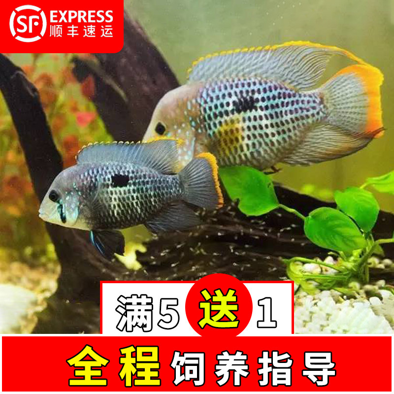 淡水热带红尾皇冠玉面皇冠鱼爆头蓝宝石鱼淡水风水招财鱼活体观赏
