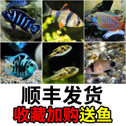 小型鱼郑州发货顺丰包邮包损包邮