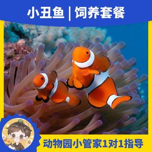 桌面海缸小丑鱼海星缸鱼缸背滤奶嘴海葵海洋宠物新手好养活体