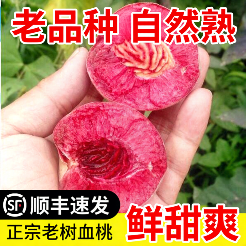 正宗血桃老树胭脂红桃子