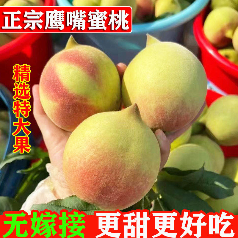 正宗广东韶关脆甜鹰嘴桃