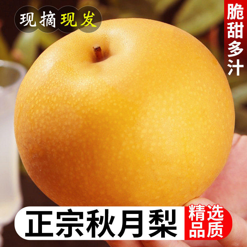 山东秋月梨新鲜9斤当季现