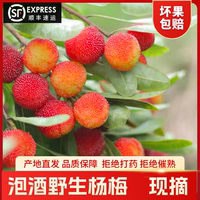 2025紹興新鮮青紅楊梅鮮果泡酒山楊梅開(kāi)胃酸水果浙江現(xiàn)摘順豐冷鏈
