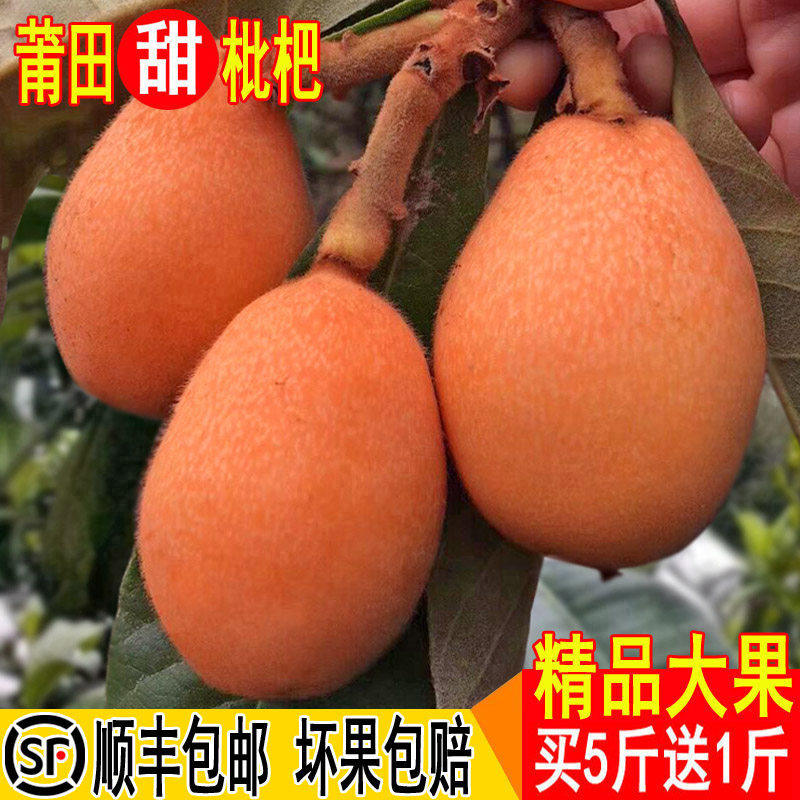 新鲜枇杷果当季现摘大果福建莆田常太高山琵琶水果5斤甜顺丰包邮