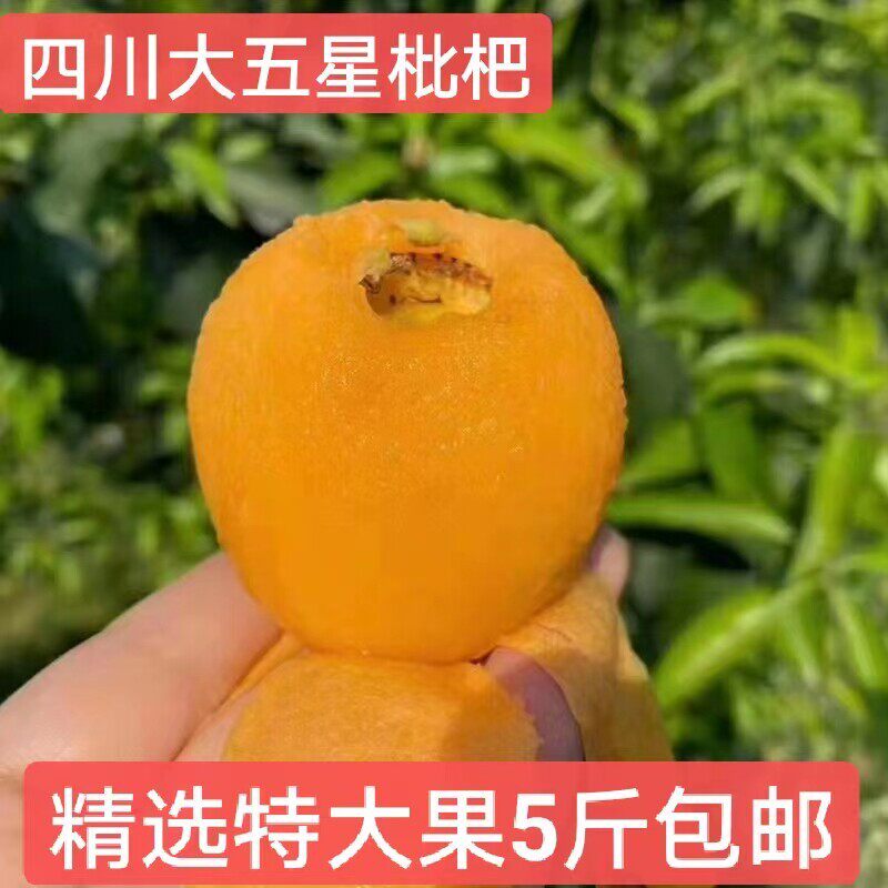 四川大五星枇杷农家新鲜采摘当季水果琵琶果5斤甜枇杷送枇杷叶
