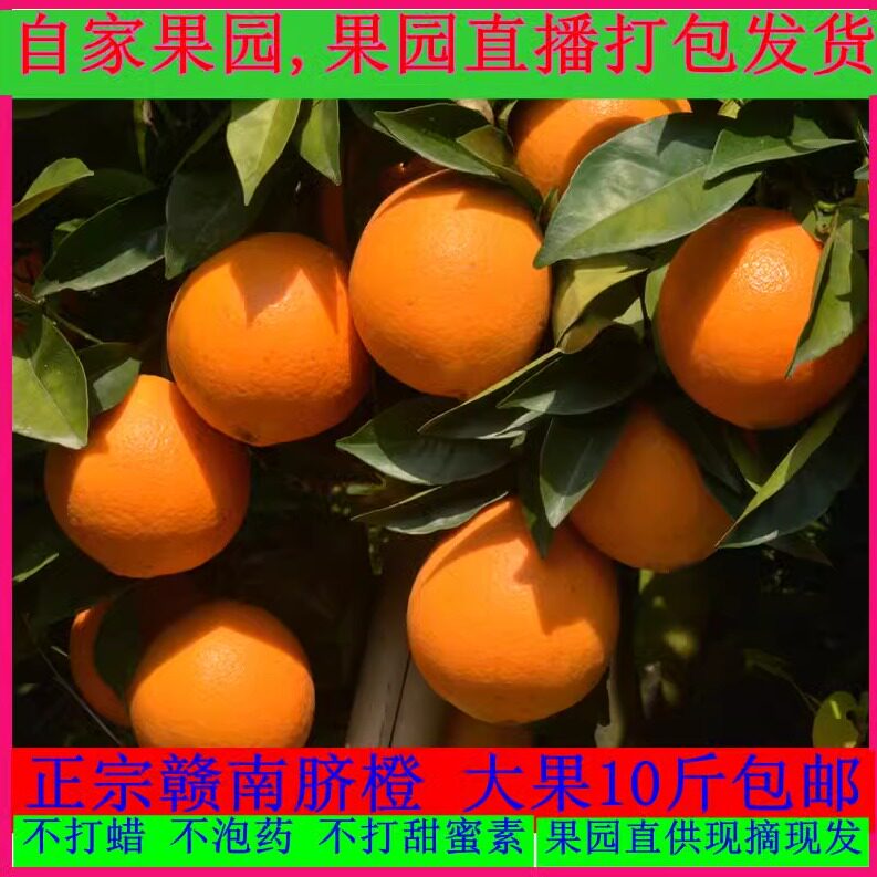 赣南脐橙现摘现发新鲜包邮赣州特产整箱产地直供当季水果10斤甜20