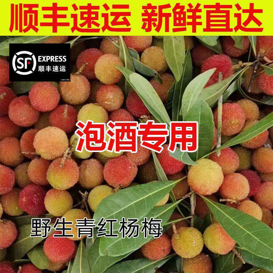 【顺丰包邮】野生杨梅青红杨梅鲜果泡酒专用新鲜水果酸扬梅洋梅
