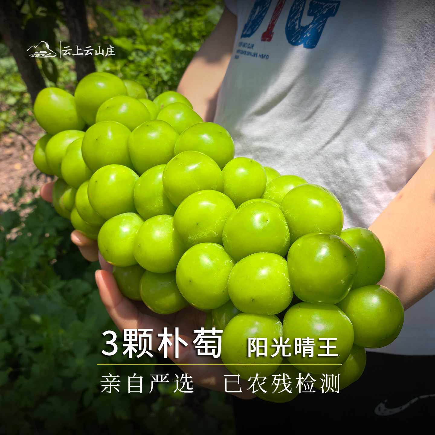 当季现摘云南宾川阳光玫瑰葡萄一级晴王香印新鲜特大青提水果礼盒