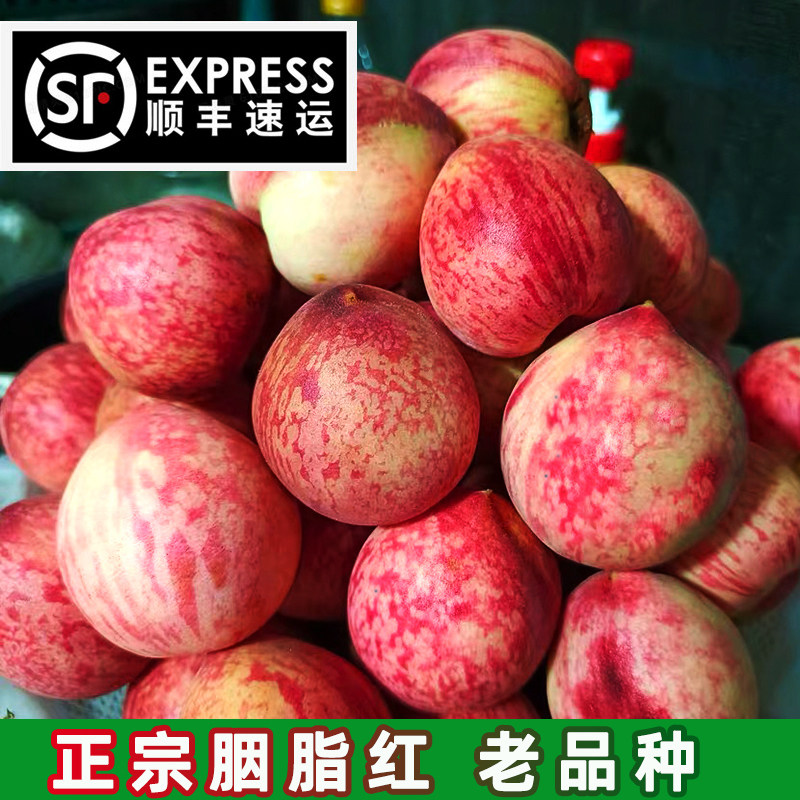 湖北胭脂红血桃现摘孕妇