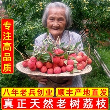 老兵荔枝 新鲜高州老树白糖罂广东茂名水果顺丰5斤糯米笑糍妃子