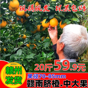正宗江西赣南脐橙新鲜孕妇水果赣州安远寻乌甜橙子现摘现发斤20