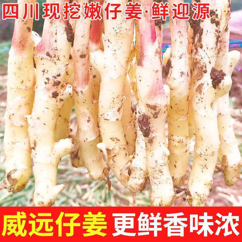 四川嫩姜新鲜现挖农家自种生姜农产品嫩姜芽嫩姜子脆嫩正品
