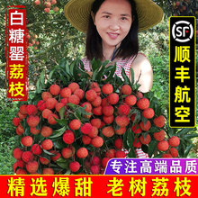 白糖罂荔枝新鲜2025时令当季水果整箱5斤顺丰广东茂名高州鲜荔枝
