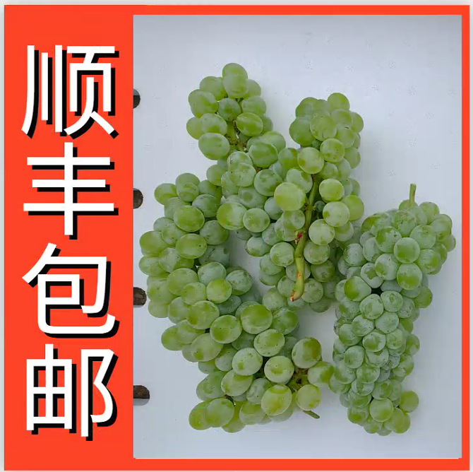 【顺丰包邮】湖南水晶葡萄孕妇酸甜水果水果青葡萄孕妇酸甜