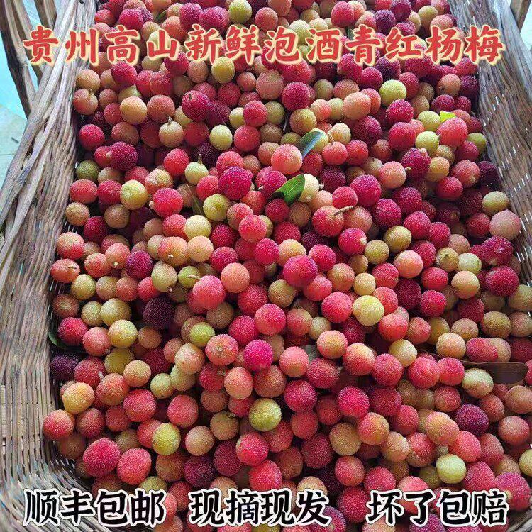 贵州野外生长冰冻泡酒青红山杨梅水果孕妇酸鲜果现摘现发500g包邮