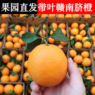 正宗赣南脐橙江西新鲜带叶橙子赣州产地直发安远甘南戆南挤橙齐橙