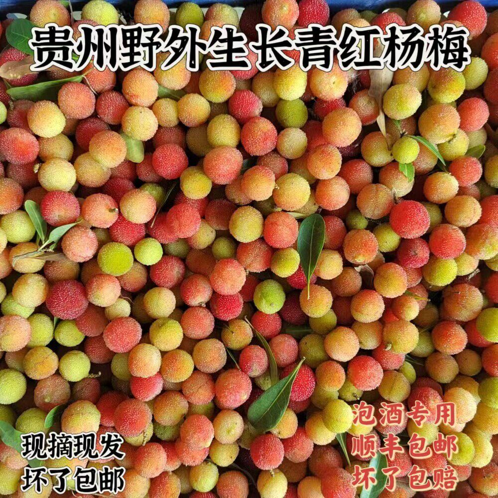 贵州正宗野生青杨梅鲜果新鲜青红杨梅泡酒青果当季酸水果现摘现发